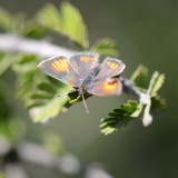 mariposa en guayacán