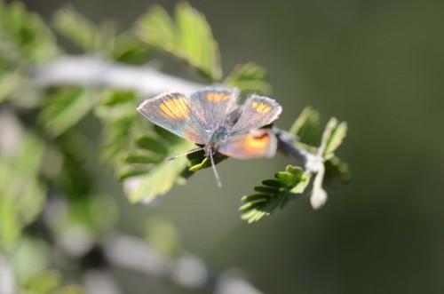mariposa en guayacán