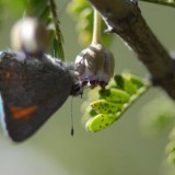 mariposa en guayacan