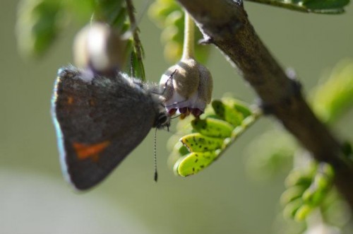 mariposa en guayacan