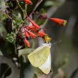 mariposa en Tropaeolum