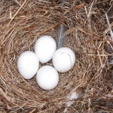nido con huevos de rayadito