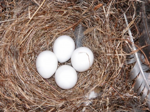 nido con huevos de rayadito